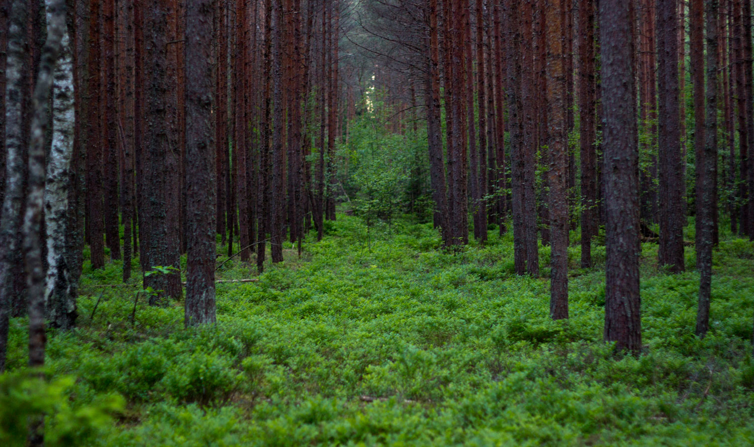 kemeri-forest