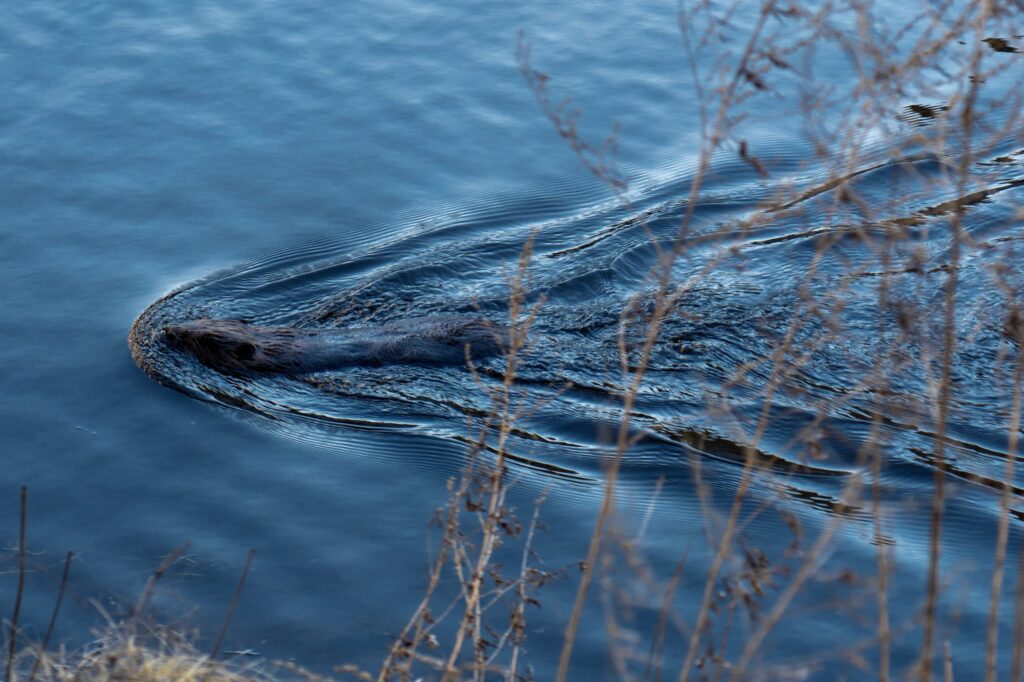 beaver in riga canal