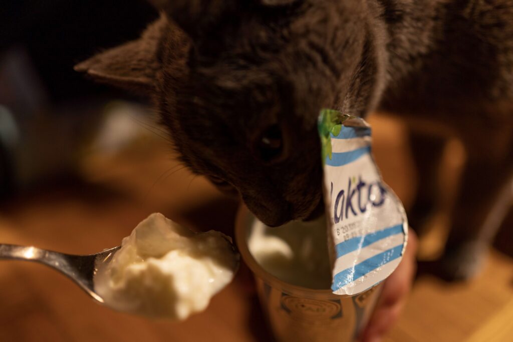 cat eats lakto latvian dairy product