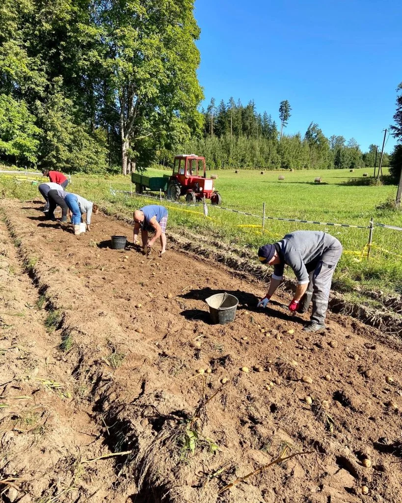 people pick potatoes in a field in latvia during the annual kartupelu talka weekend