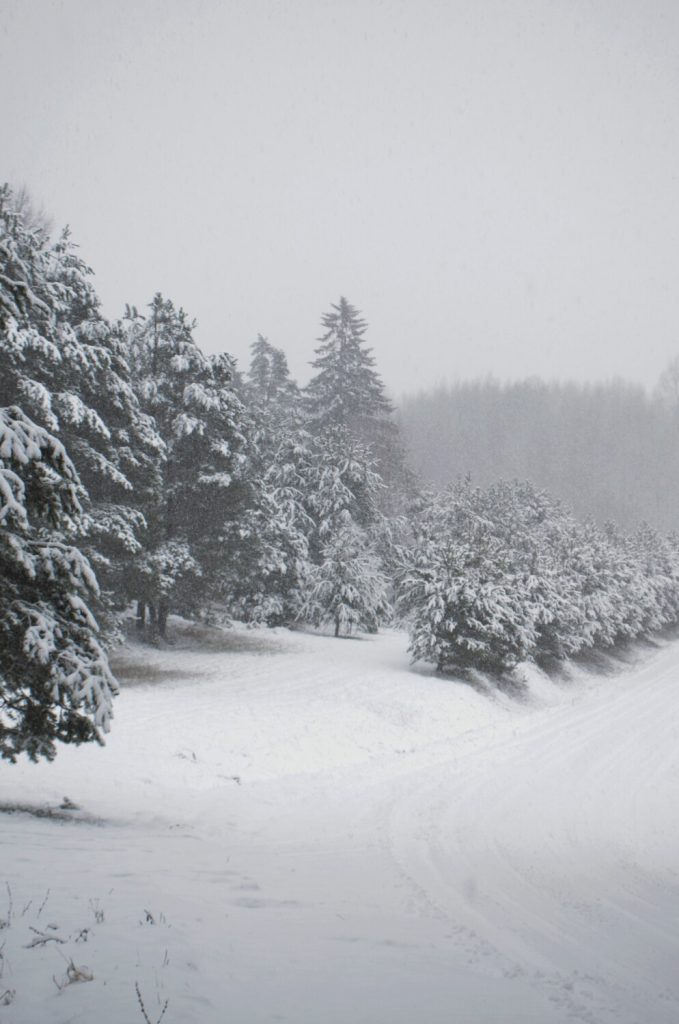 Latvian forest in winter