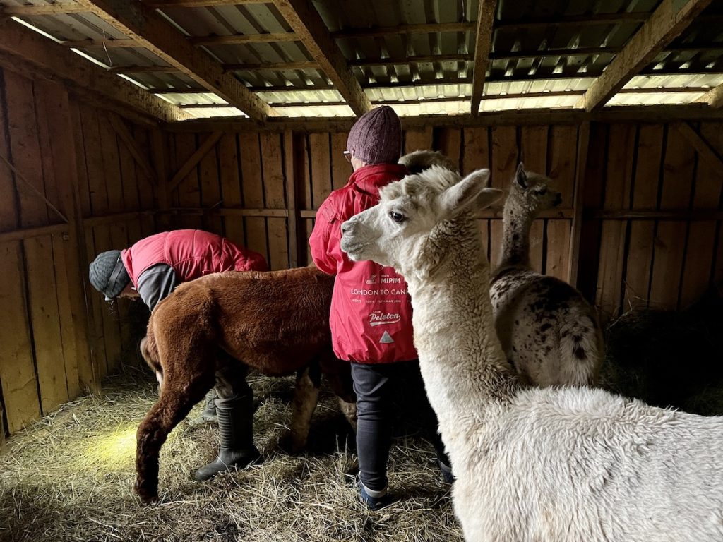 Ian and Joanna cut the toenails of an alpaca on their farm