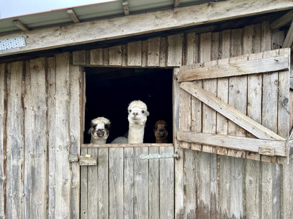 three alpacas in a shed in Latvia