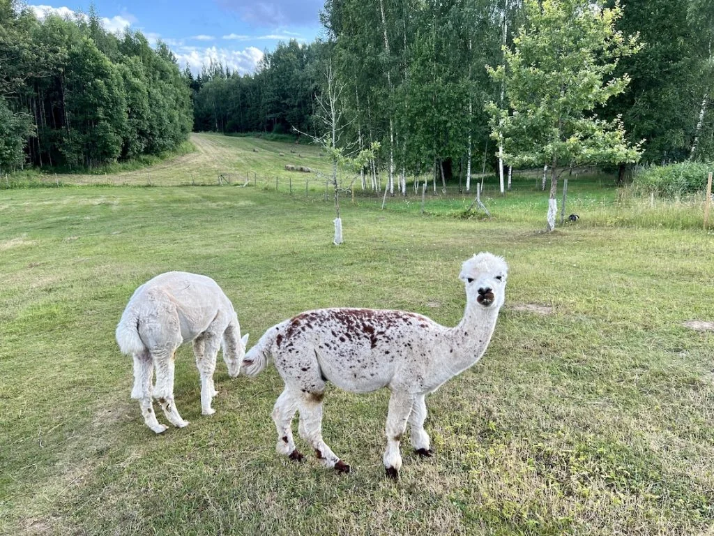 two alpacas grazing in a field at griezties alpakas farm in latvia